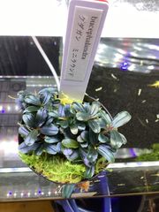 ブセファランドラ sp. クダガンミニラウンド　大株 Bucephalandra sp. kedagang mini round