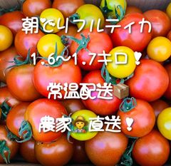 朝どりフルティカ🍅(薄皮！甘熟！)1.6-1.7キロ！バラ詰め！農家直送！フルーツトマト！