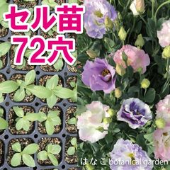 【花のセル苗】プラグ苗　トルコギキョウ　(ユーストマ)　ミックス　　トルコキキョウ　72穴70本　特価　プラグ苗　セル苗　種　タネ　播種　自家用　業務用