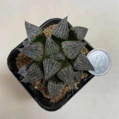 多肉植物　ハオルチア　氷雨　抜き苗　根付き
