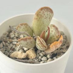 【多肉植物】アドロミスクス・クーペリーホルス　Adromischus cooperi