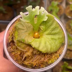 P.ridleyi dwarf silvery spore ビカクシダ リドレイ ドワーフ