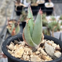 アロエ リカルドシアエ Aloe richardsiae var. richardsiae 球根アロエ - メルカリ