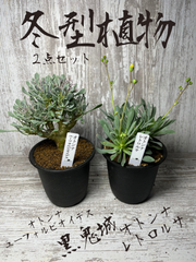 入荷ホヤホヤ‼️ ① 冬型植物　オトンナ　レトロルサ　ユーフォルビオイデス　黒鬼城 ２点セット　鉢のまま発送致します‼️