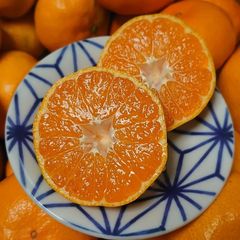 長崎県産 伊木力佐瀬みかん2L甘くて美味しい💕