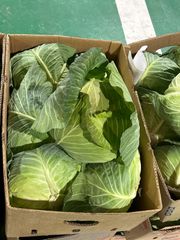 【愛媛県大洲産】大玉　キャベツ10kg (5玉〜6玉)送料無料