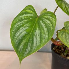 【ツヤツヤ可愛い】　フィロデンドロン　マーメイシルバー　philodendron mamei silver