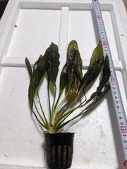 【Mサイズ】エキノドルス　ルビン　水中葉　１POT