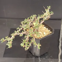 美形　特大　選抜　サルコカウロン　クラシカウレ　塊根　コーデックス 美形 特大 選抜 サルコカウロン クラシカウレ 塊根 コーデックス