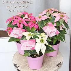現品メルカリ便発送 サントリー開発ポインセチア プリンセチア 6