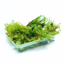 テラリウムにおすすめの苔セット 7種 パルダリウム　メンテナンス コウヤノマンネングサ　ヒノキゴケ　シノブゴケ　チョウチンゴケ　シラガゴケ　トラノオゴケ　オオサナダゴケモドキ L