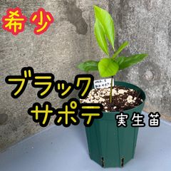 希少果樹【ブラックサポテ】2本!(実生苗)BlackSapote 黒柿 希少果樹【ブラックサポテ】2本!(実生苗)BlackSapote 黒柿