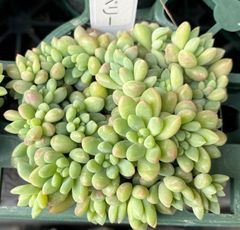 ピンクベリー　セダム　多肉植物