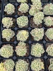 抜き苗 ラモウタン錦 MY94×40株 ふっくら 多肉植物 エケベリア サボテン 韓国苗 新入荷