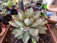 Agave uthaensis var. nevadensis陽炎×八荒雷神 アガベ