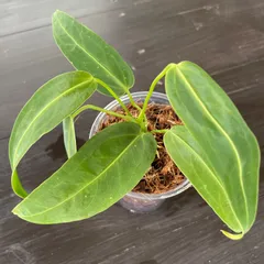 2024年最新】anthurium warocqueanumの人気アイテム - メルカリ