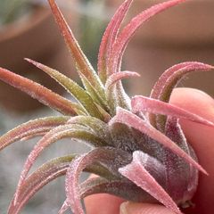 チランジア イオナンタ ファウンテン Tillandsia ionantha Fountain＊エアプランツ＠フラワーショップ江口