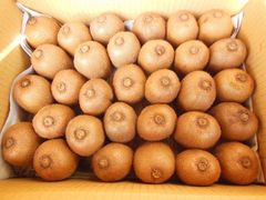 希少なキウイフルーツ香翠！　大玉サイズ追熟前の果実3㎏強