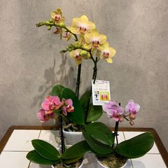 現品SALE❗️ミニ胡蝶蘭❤️５種セット 現品SALE❗️ミニ胡蝶蘭❤️5種セット - メルカリ