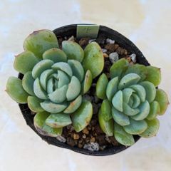 多肉植物　ルージュベリー