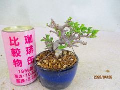 [讃岐屋緑兵衛] 小品盆栽 長寿梅 (42867瑠璃釉丸鉢)全高：12㎝ 宅配便発送