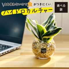 観葉植物 ハイドロカルチャー サンスベリア ベージュゼオライト 土を使わない ミニ 観葉 母の日 初心者 小さい おしゃれ 開店祝 風水 卓上 玄関 インテリア リビング 送料無料