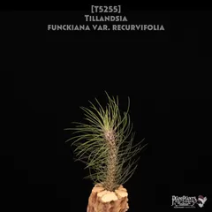 2025年最新】フンキアナの人気アイテム - メルカリ