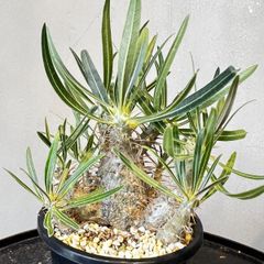 特大】キフォステンマ モンタグナッキー 現地球 - メルカリ