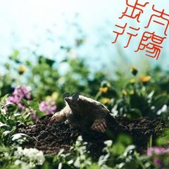 ブセファランドラDark Afika Seberuang Kapuas Hulu - メルカリ