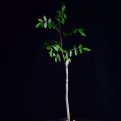 3WB 実生 コミフォラ・オルビクラリス Commiphora orbicularis コーデックス 塊根植物 プレステラ90 コミフォラオルビクラリス