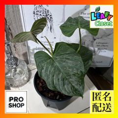 希少！ 観葉植物　フィロデンドロン マジェスティック 4号(個体おまかせ1鉢)　インテリアグリーン 室内園芸 オシャレ カワイイ 可愛い