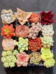 2025年最新】多肉植物 韓国苗 セットの人気アイテム - メルカリ