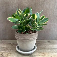 ❤️　❀金の成る木❀キャンバス小 楽天市場】金のなる木（花・観葉植物｜花・ガーデン・DIY）の通販