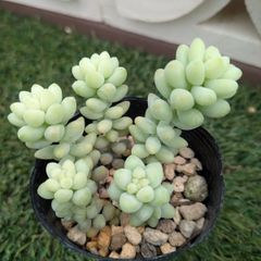 多肉植物セダム属ビアポップ