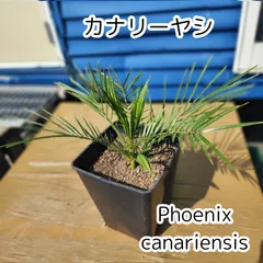 カナリーヤシ　極太幹　送料込み価格 カナリーヤシ | STORES
