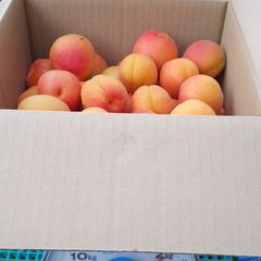 長野県千曲市産　あんず(ハーコット)　杏　ほぼ傷無しM2kg