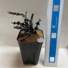 多肉植物　セロベキアボッセリ(レア)　抜き苗　根付き