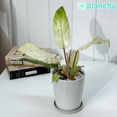 PLANCHU 観葉植物 フィロデンドロン スノードリフト 4号鉢 受け皿付き 育て方説明書付き Philodendron ‘Snow Drift’ アロイド