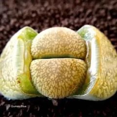 多肉植物 コノフィツム デプレッサム ssp 種子 - メルカリ