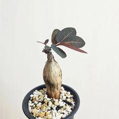 S⑪〚フィランサス・ミラビリス〛Phyllanthus Mirabilis 塊根植物 コーデックス ポット発送