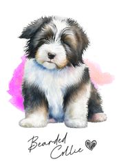ポストカード【 Bearded Collie / ビアデッド・コリー 】イラスト アート 水彩画風 パステルカラー はがき -1