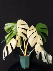 M*♡様 【発根済み】極上6葉付き 斑入りモンステラ　ホワイトタイガー 極上散り 12 フラワー・ガーデニング M*♡様 【発根済み】極上6葉付き