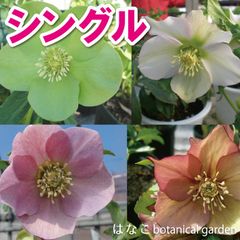クリスマスローズ　シングル　一重咲き　多年草　縁起物　合格祈願　冬の花