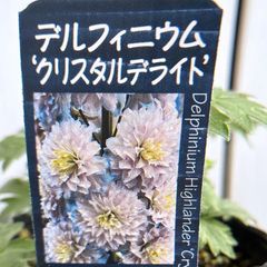デルフィニウムハイランダー ★ クリスタルデライト