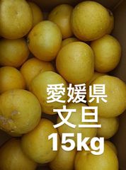 愛媛県産　文旦　柑橘　15kg