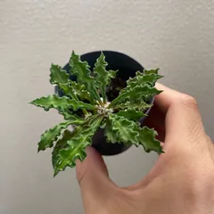 特大　現地球　ユーフォルビア　デカリー　スピロスティカ　陶器鉢のまま発送　発根済 Amazon.co.jp: ユーフォルビア デカリー スピロスティカ 陶器鉢