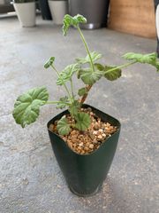 ペラルゴニウム　モリコムム　2.5号鉢　塊根　塊根植物　コーデックス