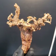 2025年最新】ピグマエア 現地球の人気アイテム - メルカリ