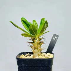 2025年最新】アンボンゲンセ 種の人気アイテム - メルカリ