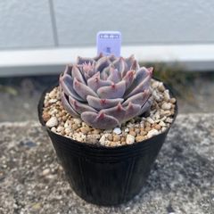 多肉植物 エケベリア ミルクキス